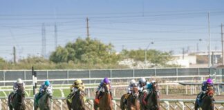 Daily Horse Racing Sports Betting Picks: Expert Tips To Win Big