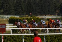 Horse Racing Sports Betting 101: Ultimate Guide To Winning Big