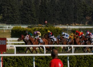 Horse Racing Sports Betting 101: Ultimate Guide To Winning Big